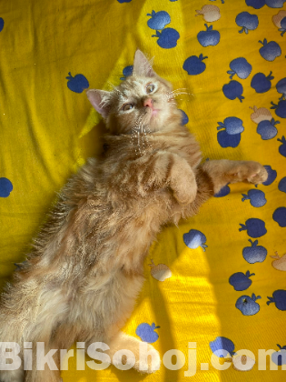 Persian male cat